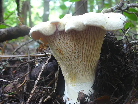 White Chanterelle