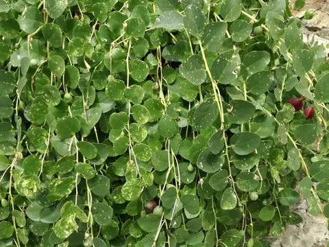 Oriental Caper