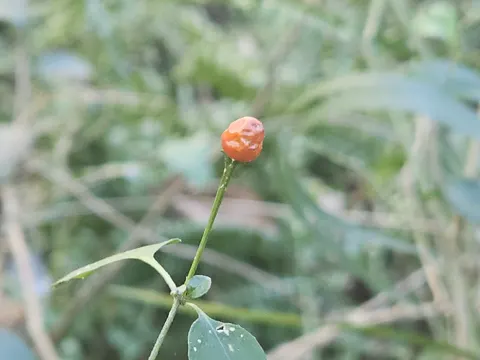 Bell Pepper