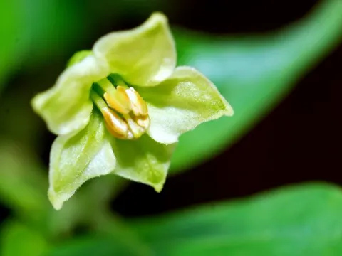 Capsicum