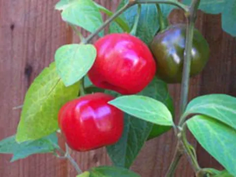 Rocoto Pepper