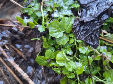 Large Bitter-cress