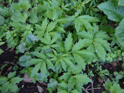 Bulbiferous Bittercress