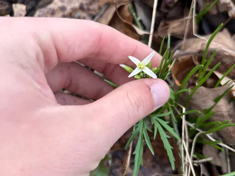 Cutleaf Toothwort