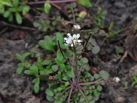 Hairy Bittercress