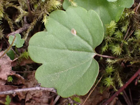 Nuttall's Bittercress