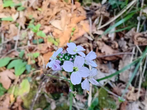 Cuckooflower