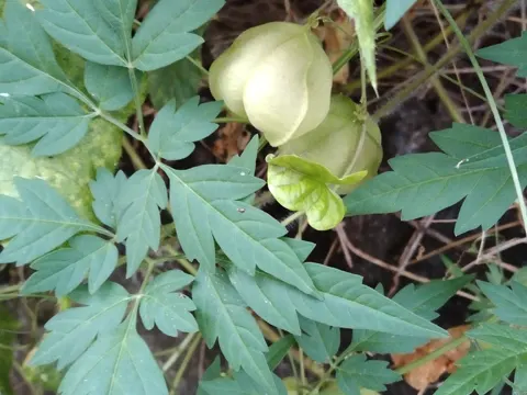 Balloon Vine