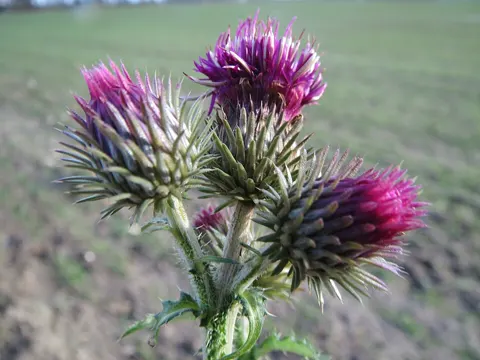 Plumeless Thistle