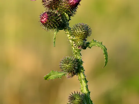 Welted Thistle