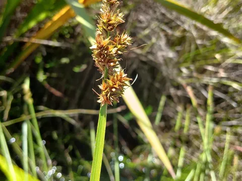 Nut Sedge