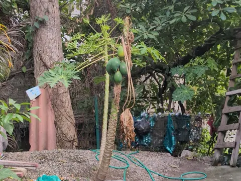 Papaya