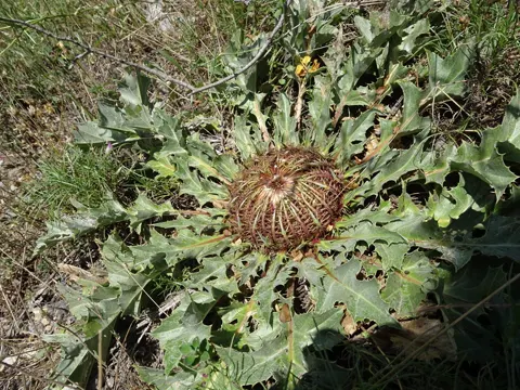 Silberdistel