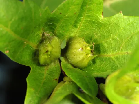 American Hornbeam