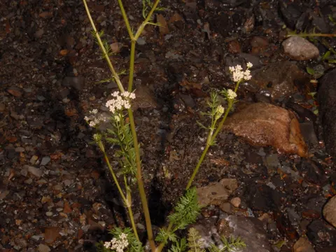 Caraway