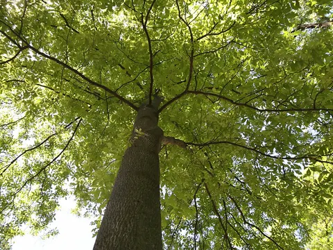 Mockernut Hickory