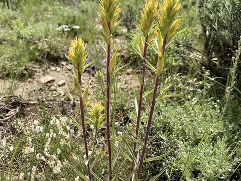 Castilleja flava