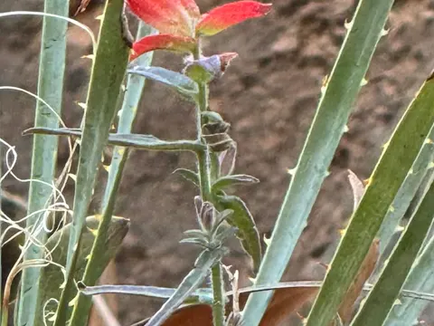Castilleja tenuiflora