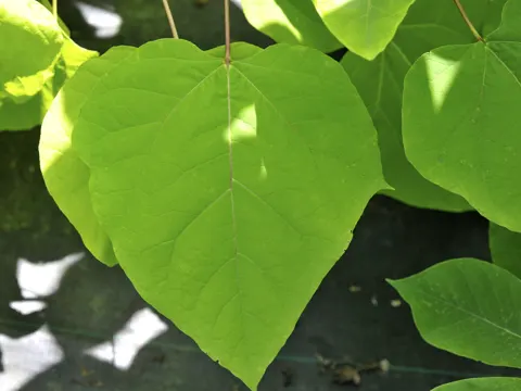 Southern Catalpa