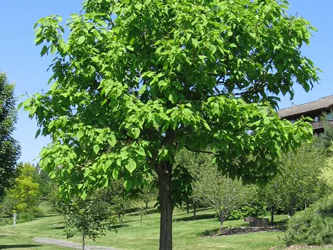 Northern Catalpa