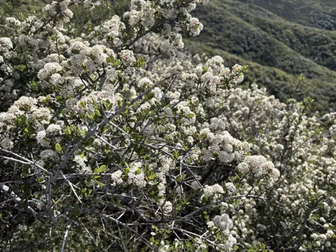 Buckbrush