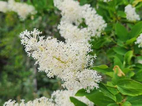 Deerbrush
