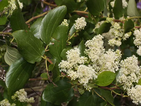 Ceanothus velutinus