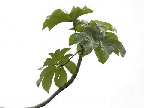 Guarumo