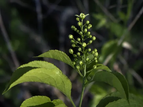 Staffvine
