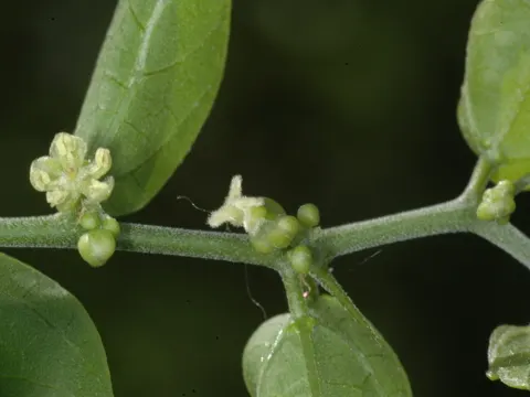 Desert Hackberry