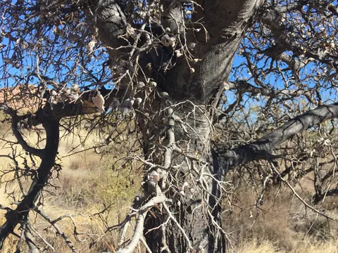 Western Hackberry