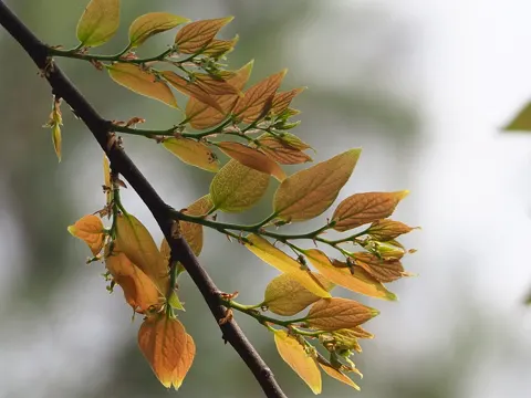 Chinese Nettle Tree