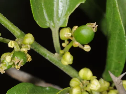 Celtis tala