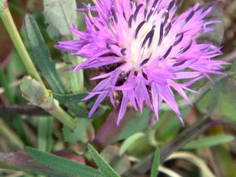 Rough Star-thistle