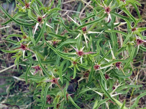 Red Star-thistle