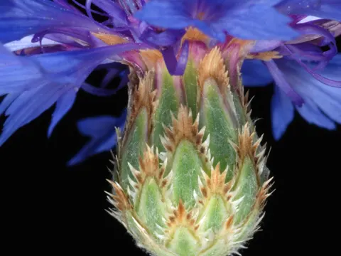 Cornflower