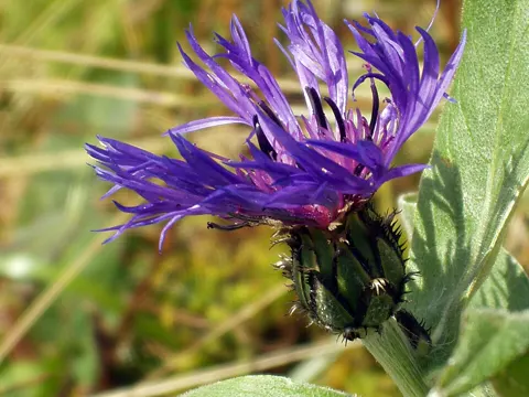 Perennial Cornflower