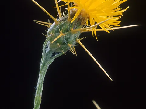 Sonnenwend-Flockenblume