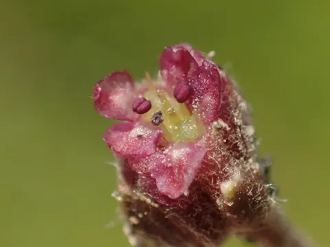 Pennywort