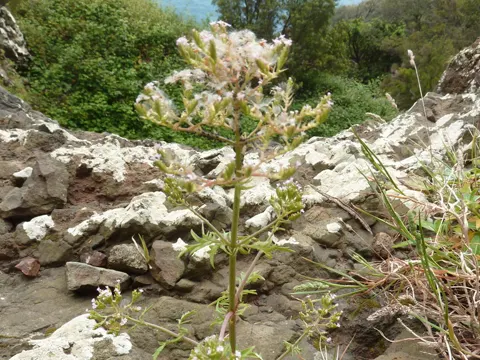 Annual Valerian