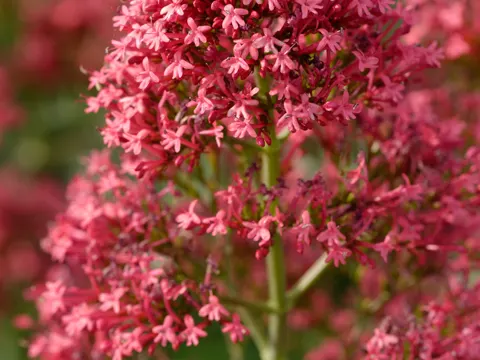 Red Valerian