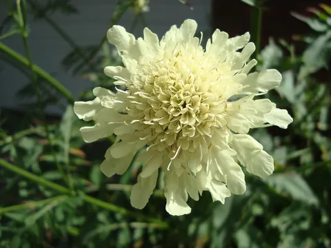 Giant Scabious