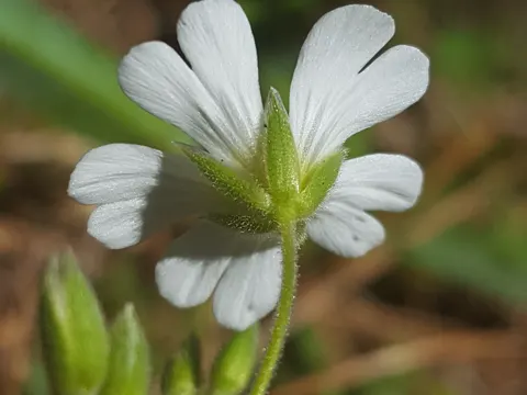 Field Mouse-ear