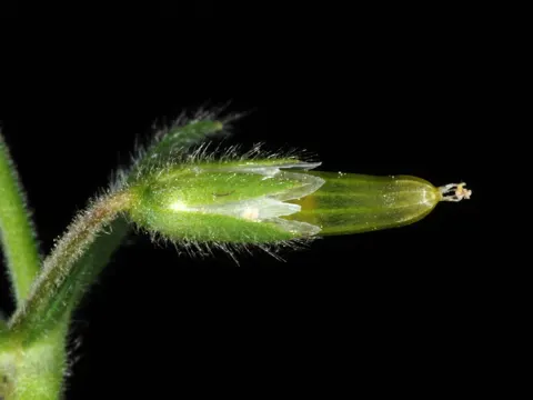 Mouse-ear Chickweed