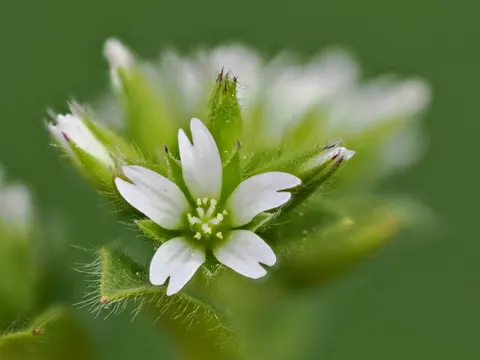 Sticky Mouse-ear