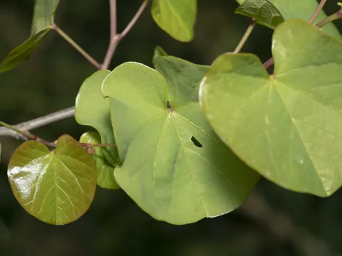 Judas Tree