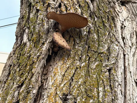 Dryad's Saddle