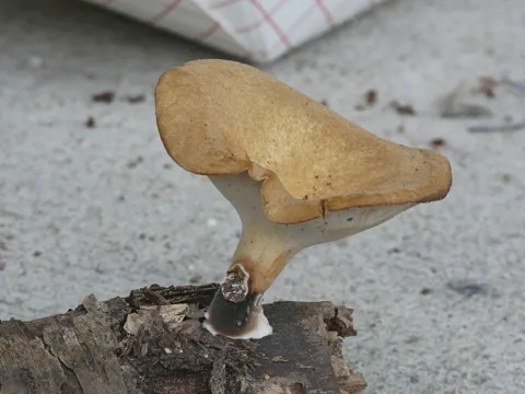 Blackfoot Polypore