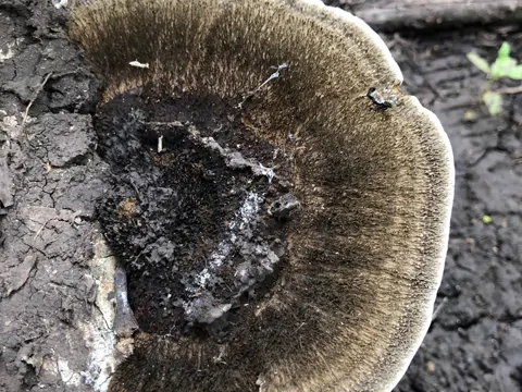 Wrinkled Peach Fungus