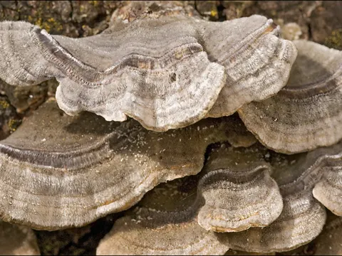 Mossy Maze Polypore